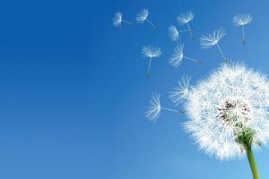 dandelion and sky