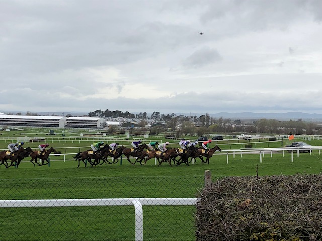 How much water does a racehorse drink?