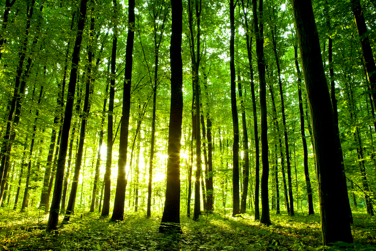Does planting trees help climate change?